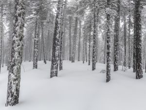 Winter Forest