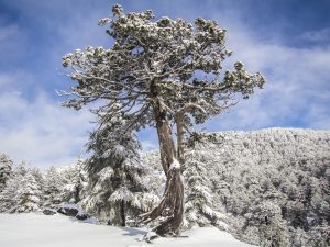 Lone Snowy Pine