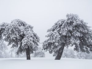 Snow Blanketed Landscape