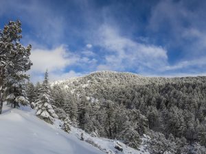Peaceful Snowy Forest