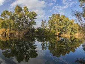 Serene Water Scene