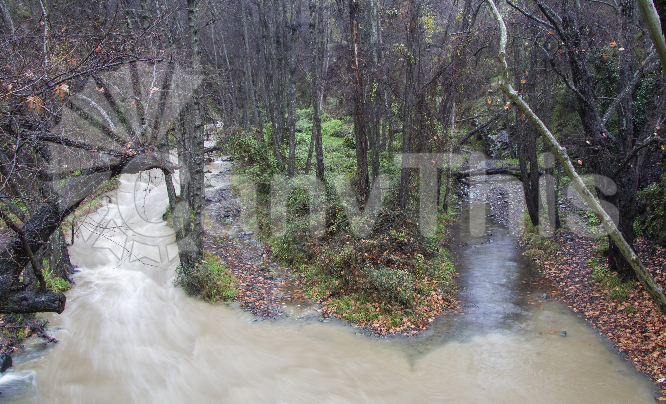 60. Forest Streams_watermarked