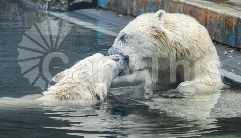
									Polar Bear