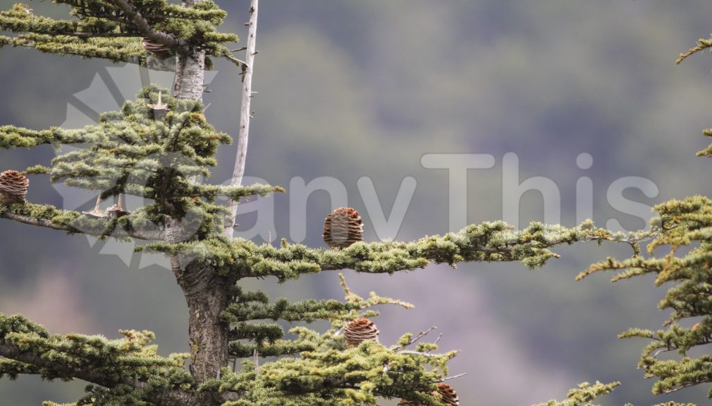 
									Conifer Tree