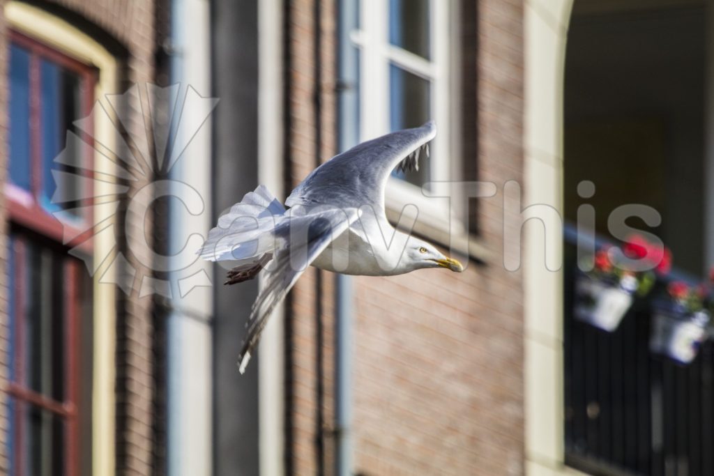 
									Graceful Seagull