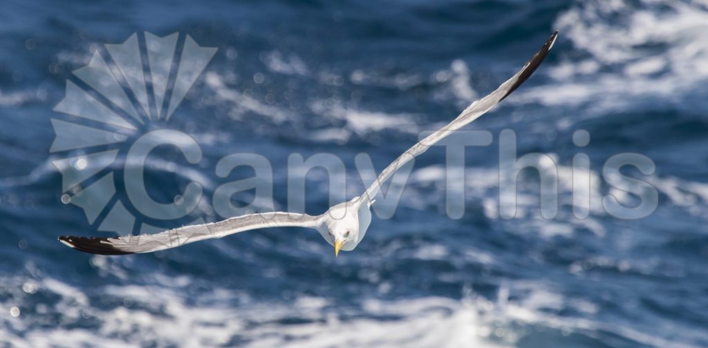 
									Flying Seagull