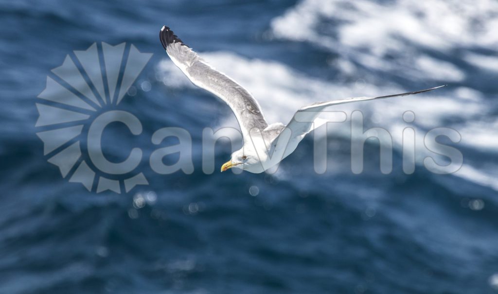 
									Soaring Seagull