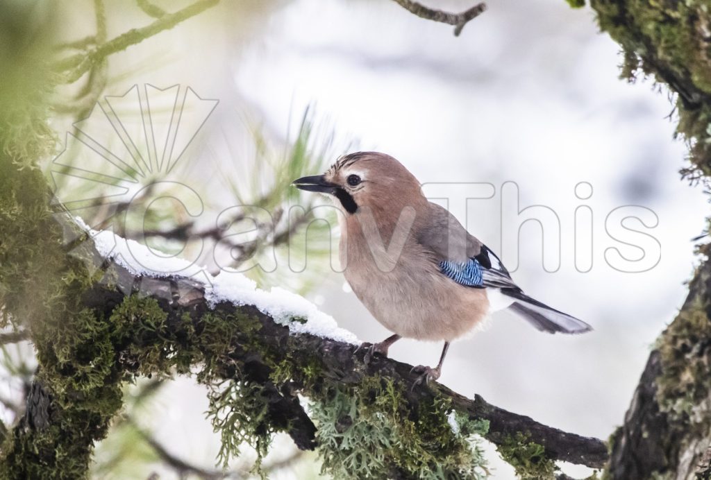 
									Eurasian Jay