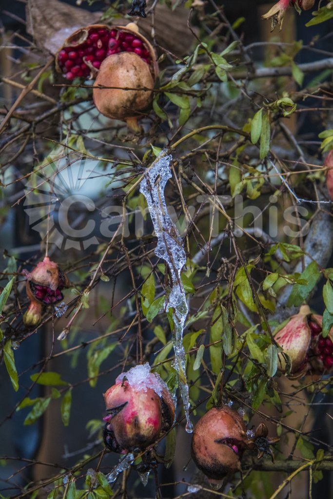 
									Pomegranate Tree
