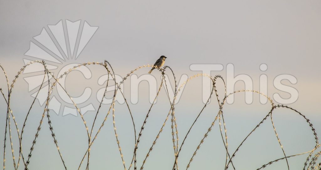 
									Perched Bird