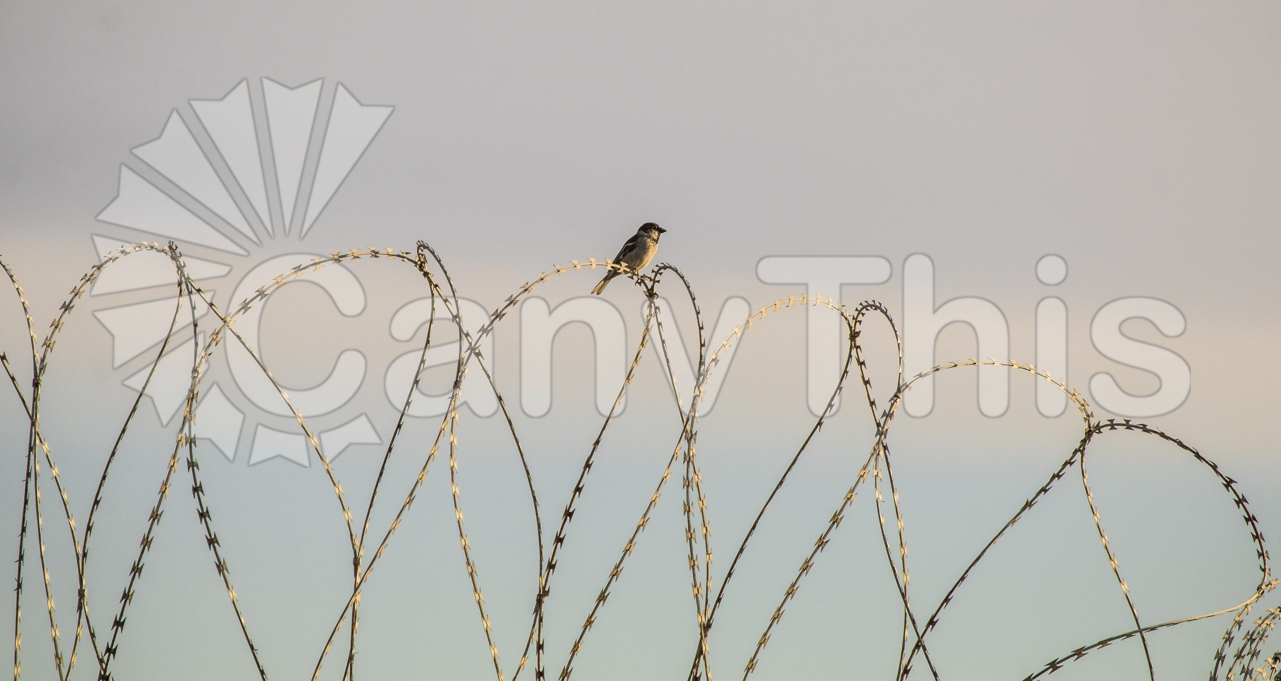 145. Perched Bird_watermarked