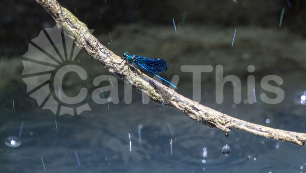 
									Dragonfly