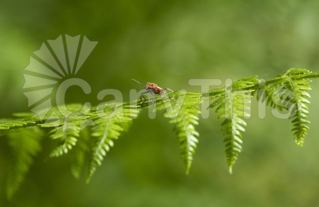 
									Red Bug