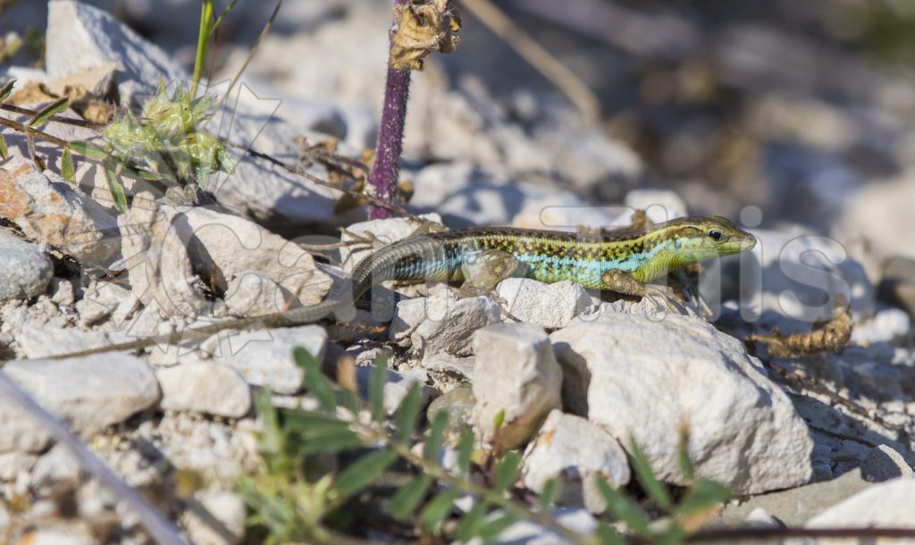 
									Sunlit Lizard