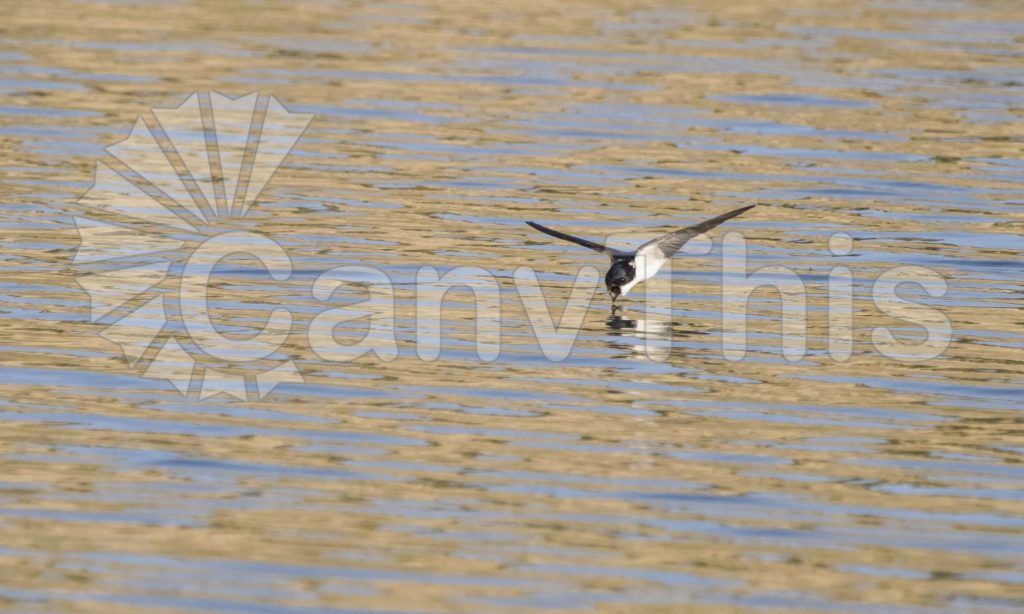 
									Swift Bird