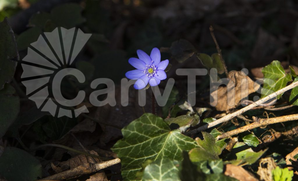 
									Purple Crocus