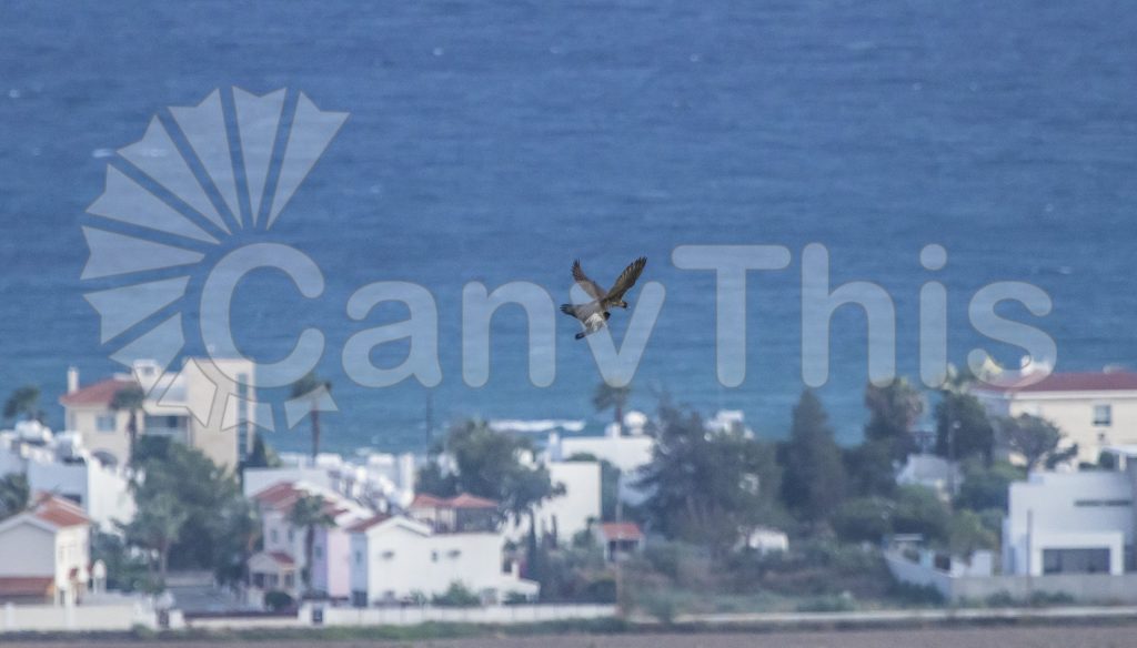 
									Falcon