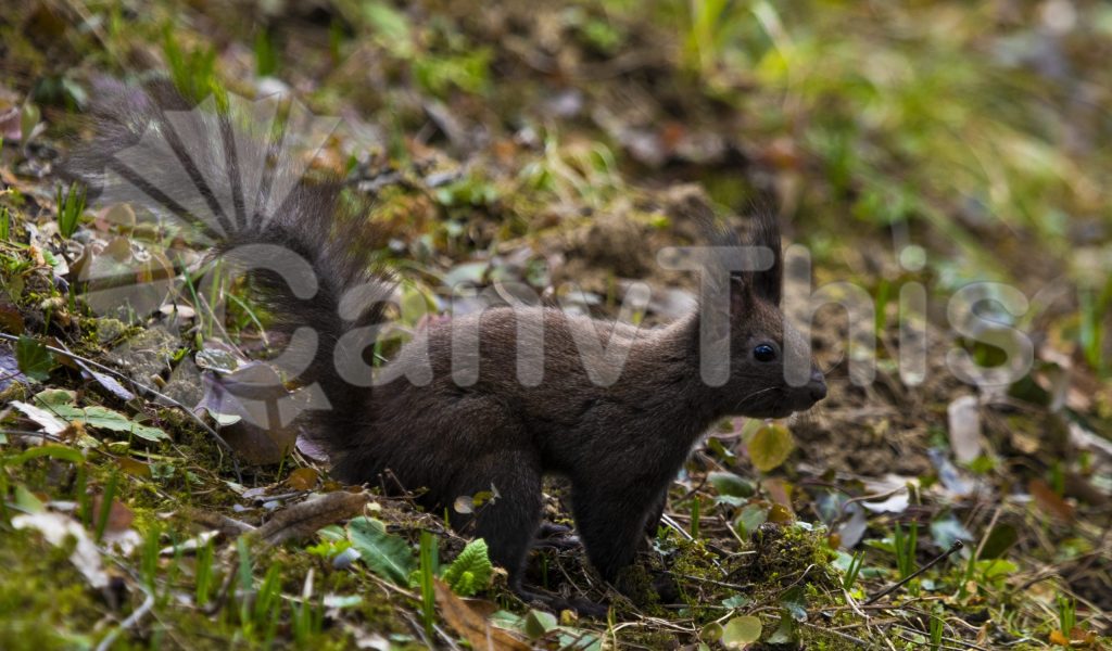
									Red Squirrel