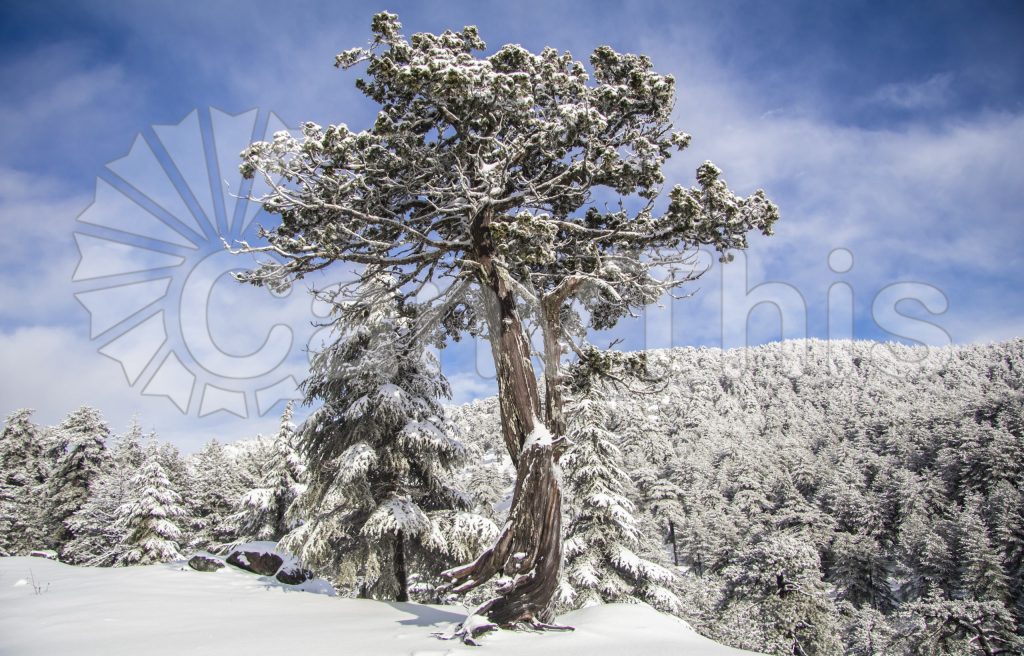 
									Lone Snowy Pine