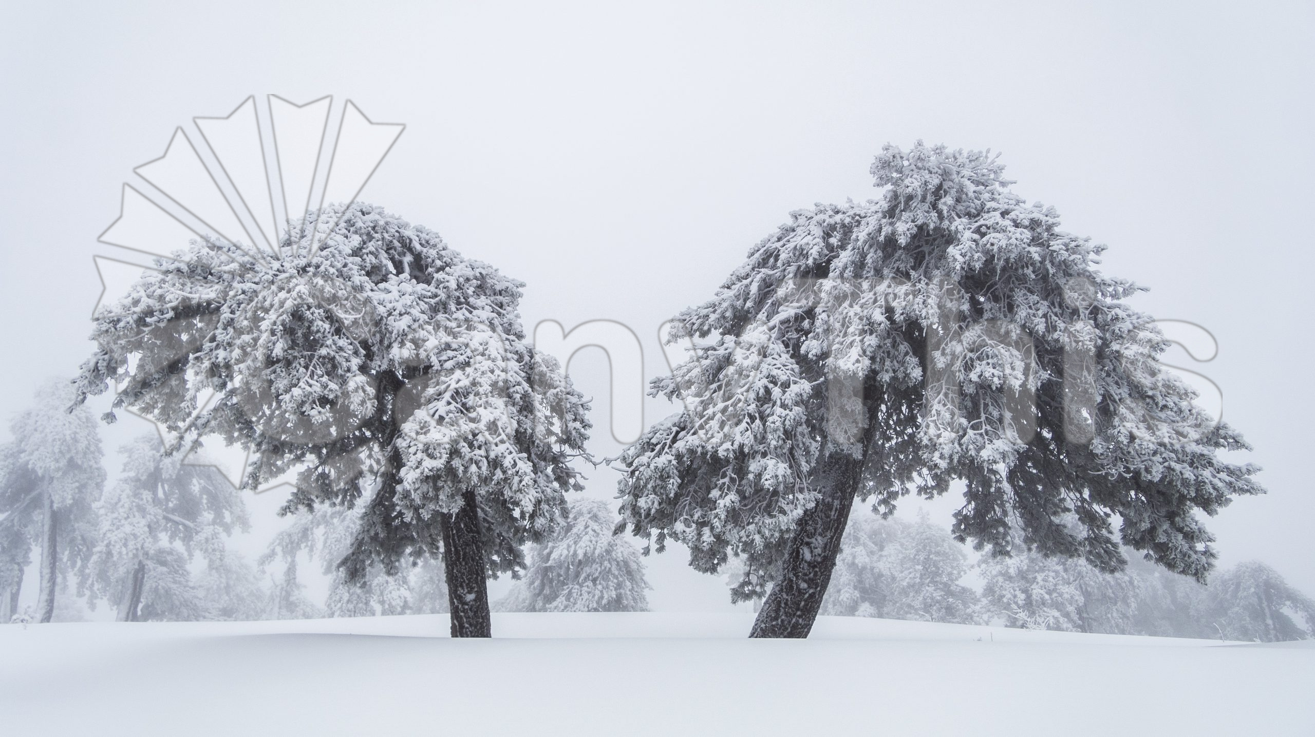 233. Snow Blanketed Landscape_watermarked