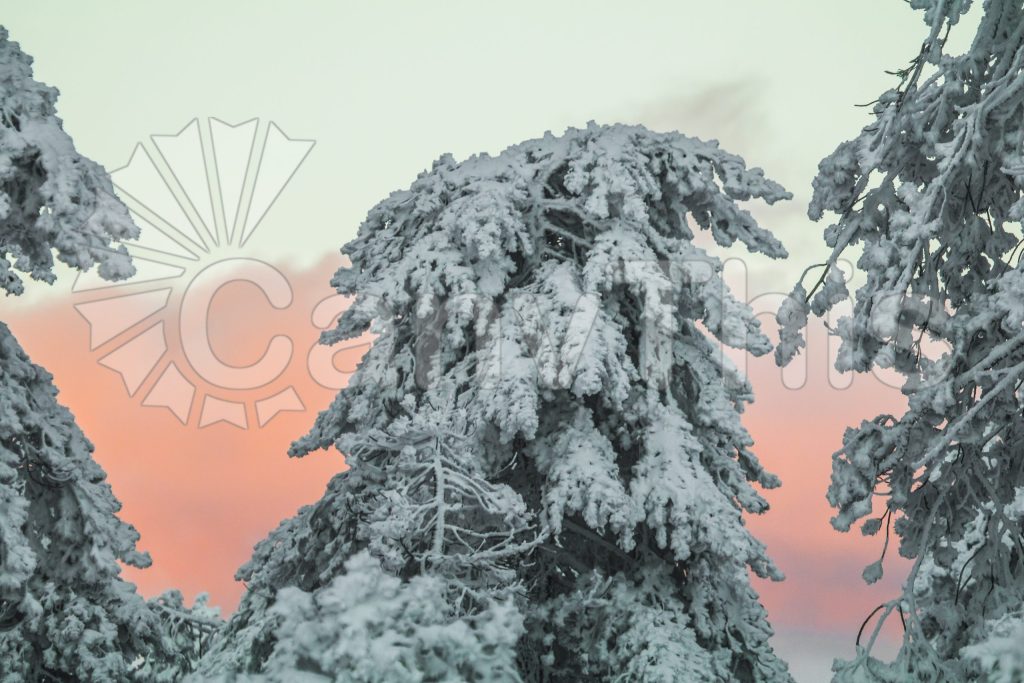 
									Snow Laden Pine Trees