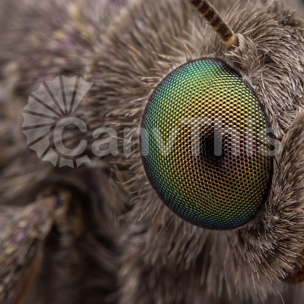 
									Moth Eye Compound Structure — Hyles lineata