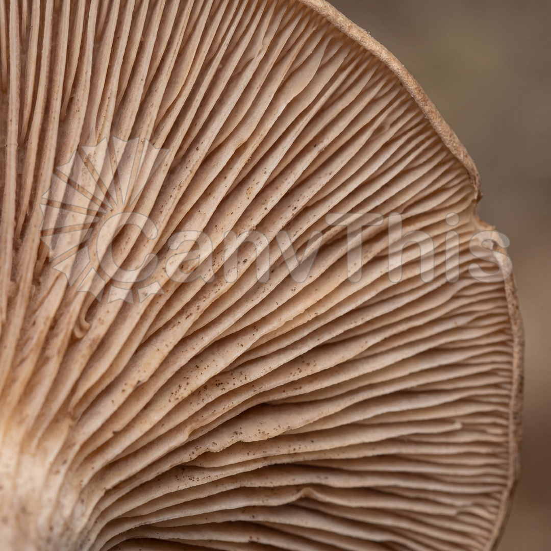 19_Mushroom Gills — Amanita Radial Architecture_watermarked