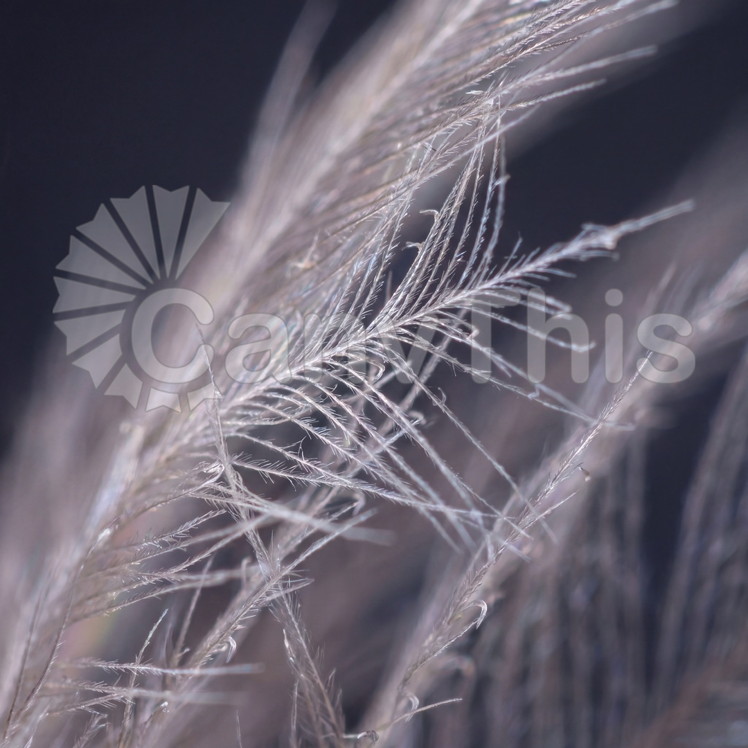 28_Feather Barbule Network — Kingfisher Blue_watermarked