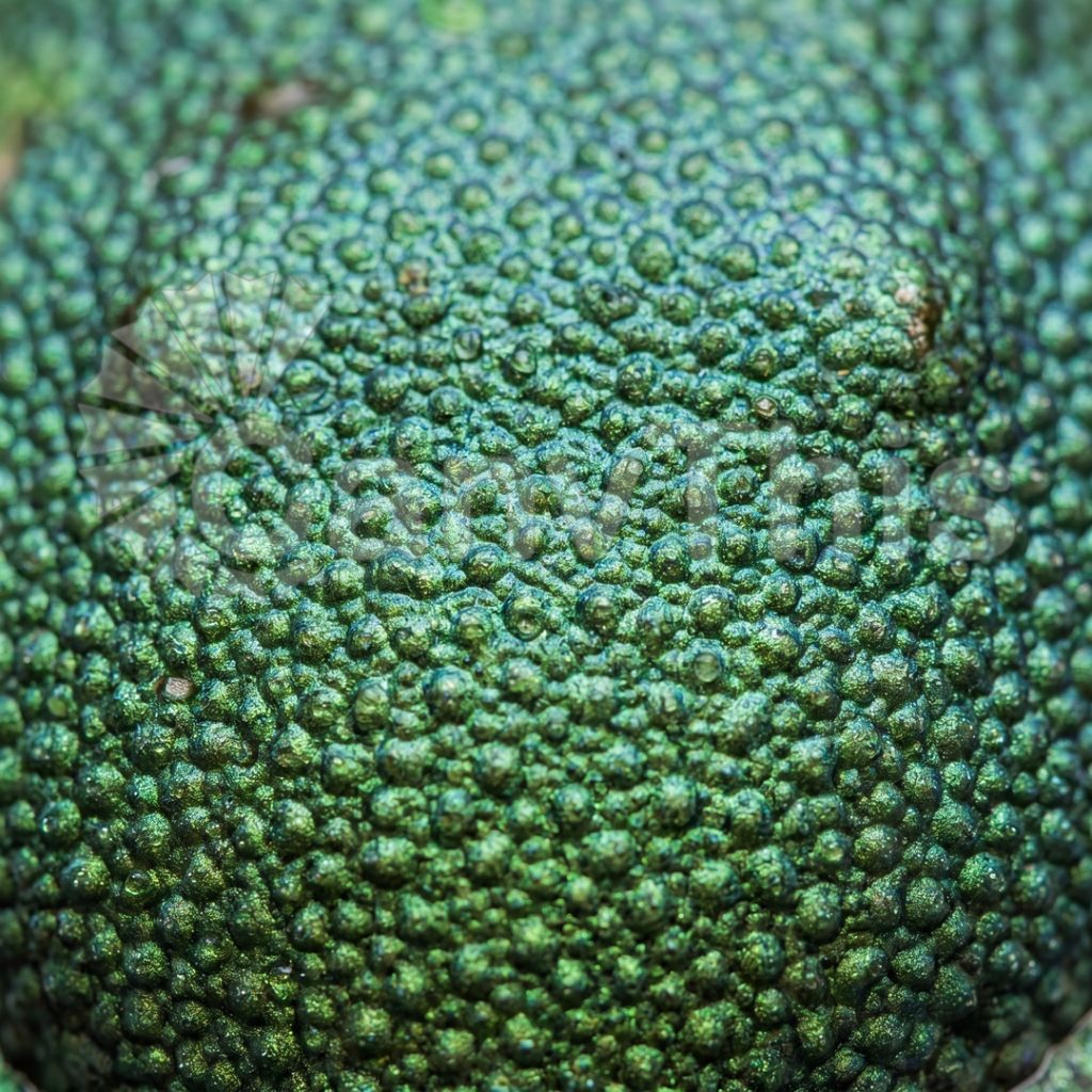 
									Frog Skin Texture — Dendrobates Micro Pattern