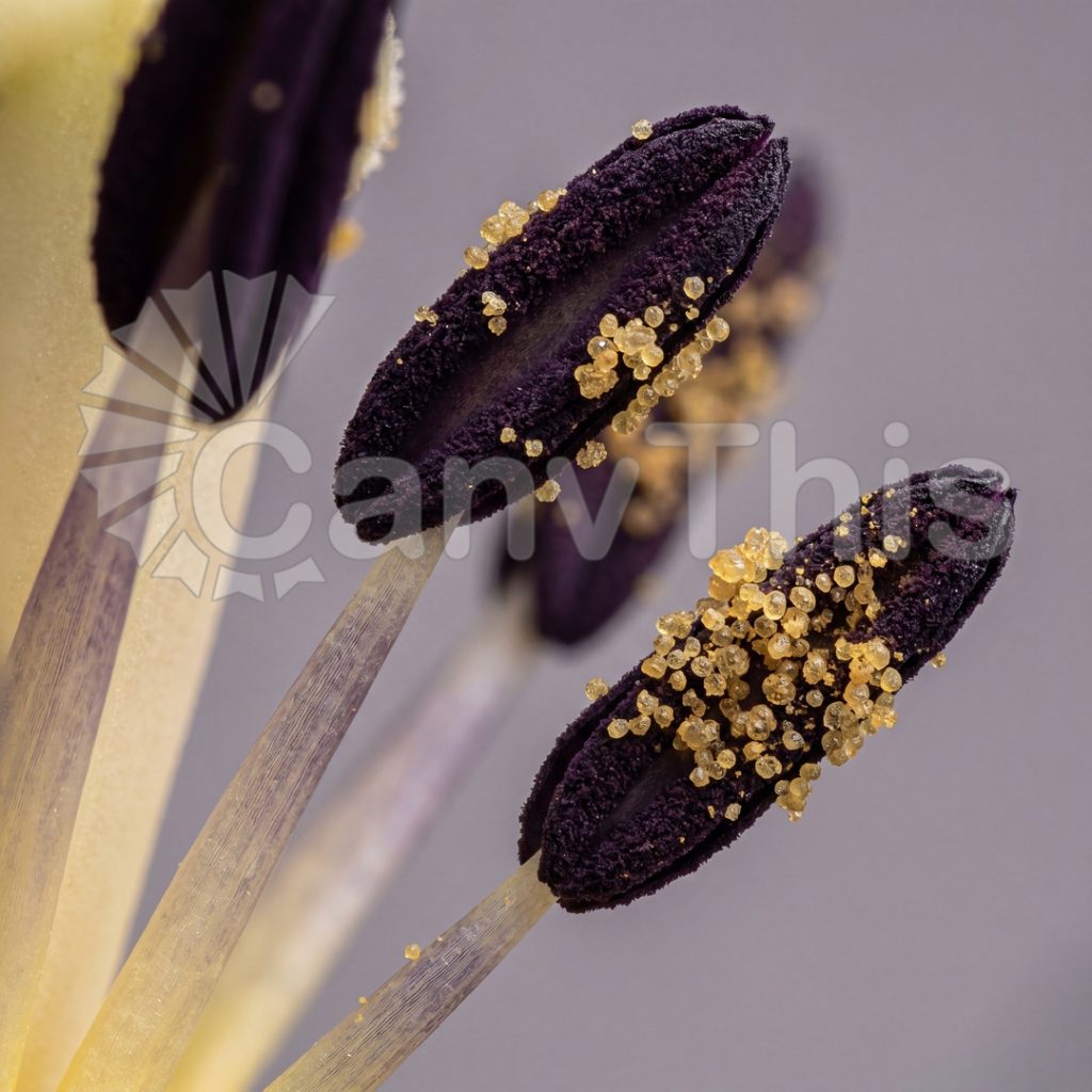 
									Tulip Stamen Architecture — Close Pollen Study