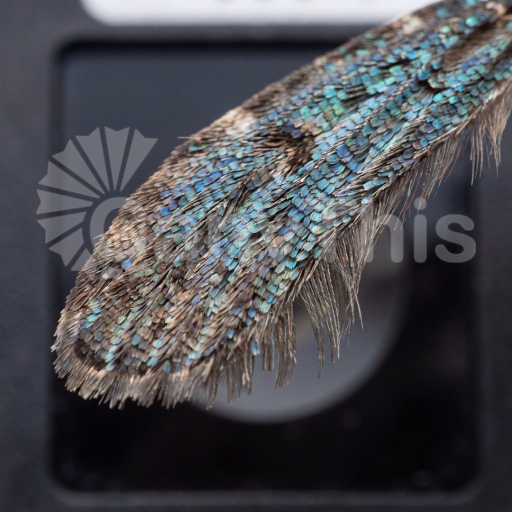 
									Moth Wing Microstructure — Saturnia pavonia Scale Study