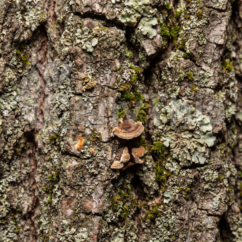 
									Tree Bark Landscape — Plane Tree Camouflage