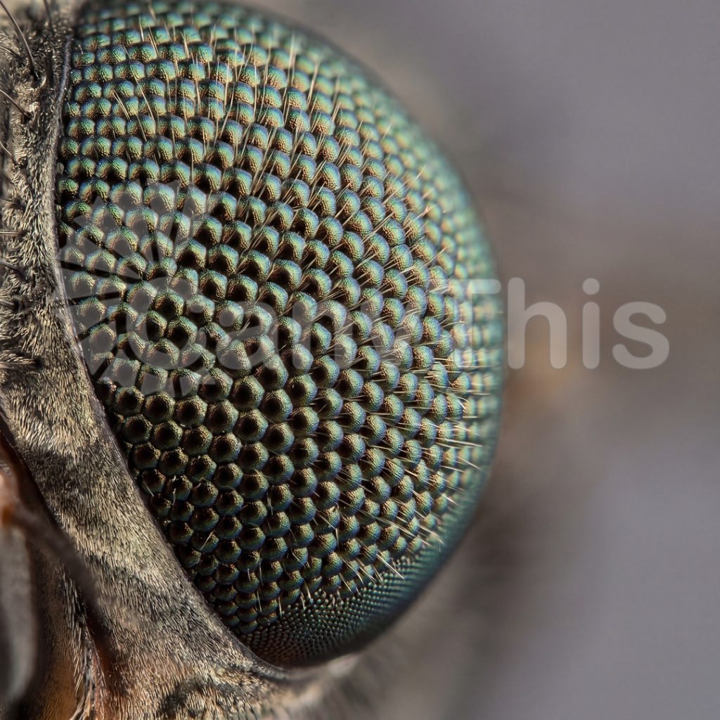 
									Fly Compound Eye — Calliphora vicina Study
