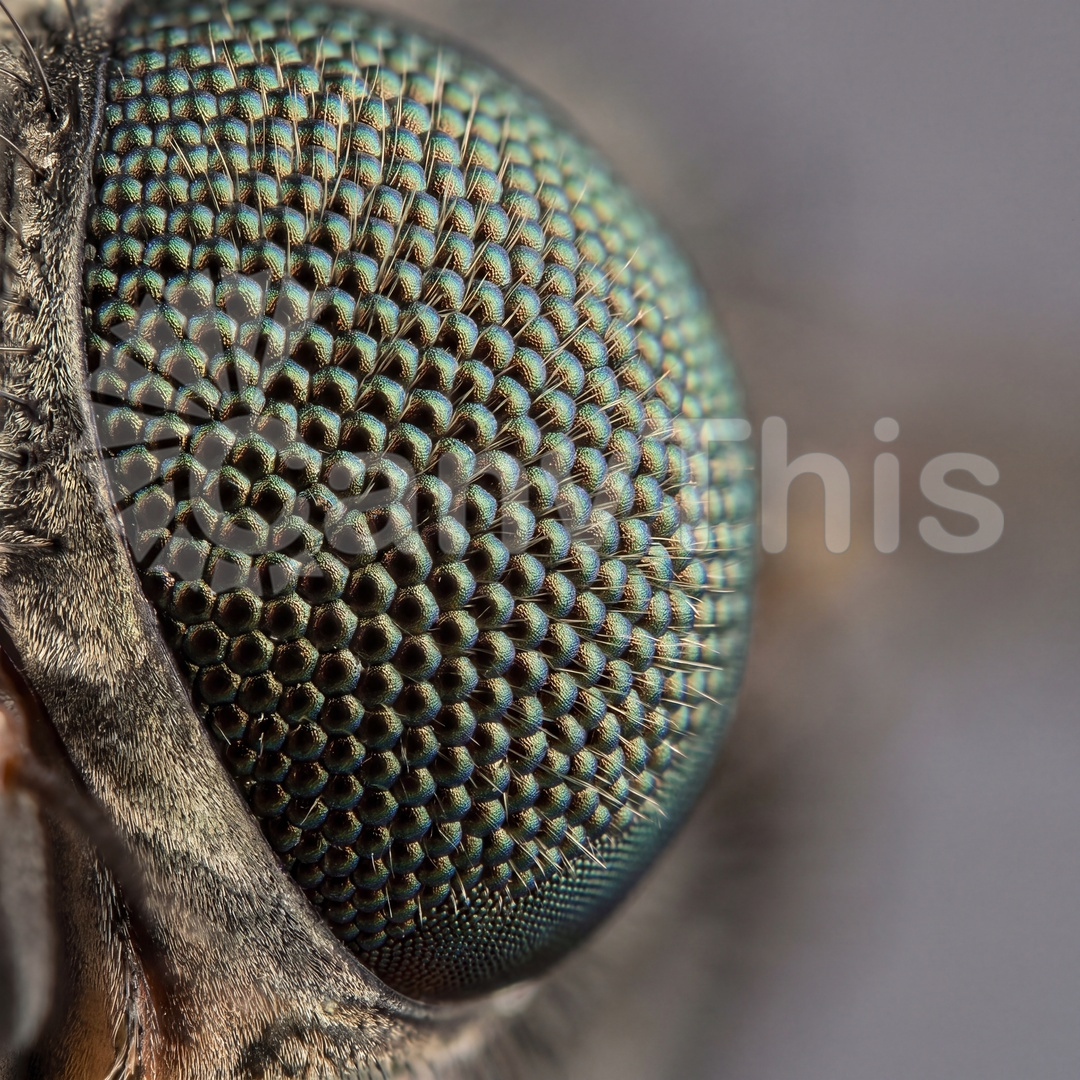 38_Fly Compound Eye — Calliphora vicina Study_watermarked