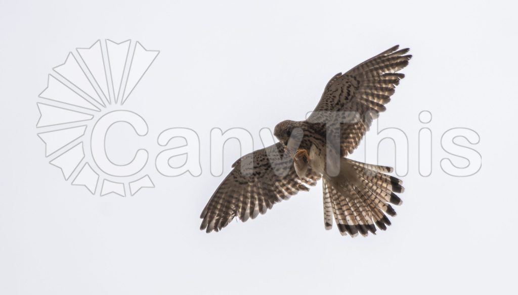 
									Kestrel