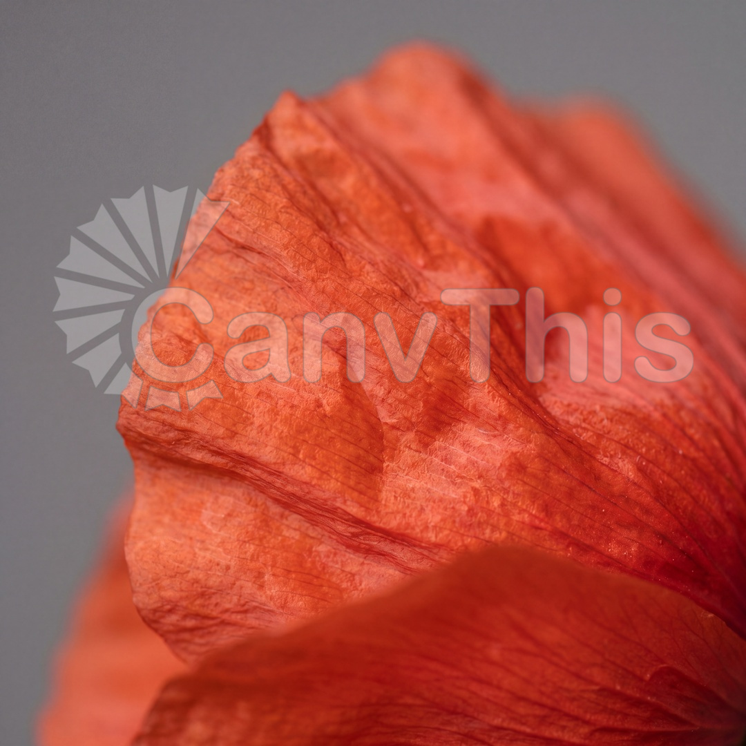49_Poppy Petal Crinkle — Papaver rhoeas Surface_watermarked