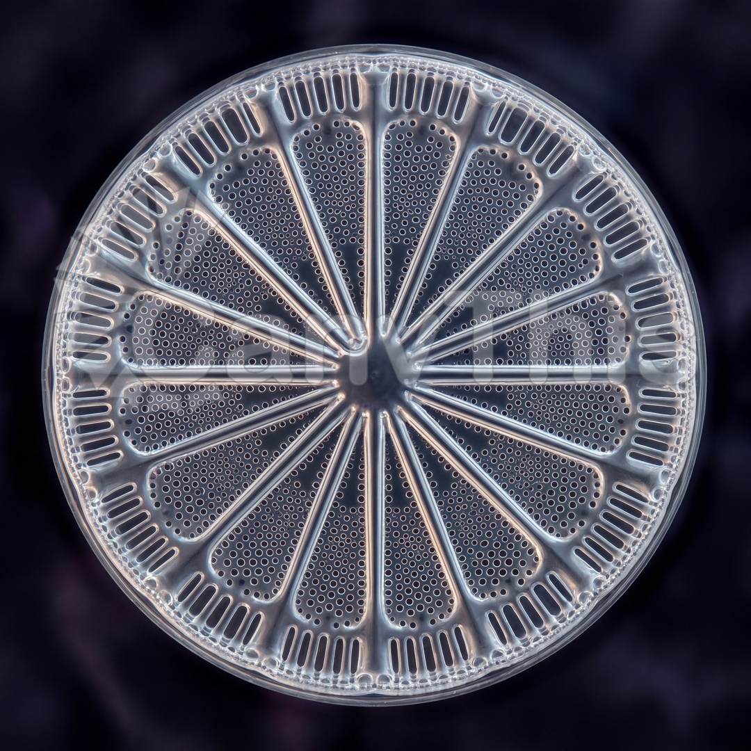 53_Diatom Frustule — Silica Shell Perforation Pattern_watermarked