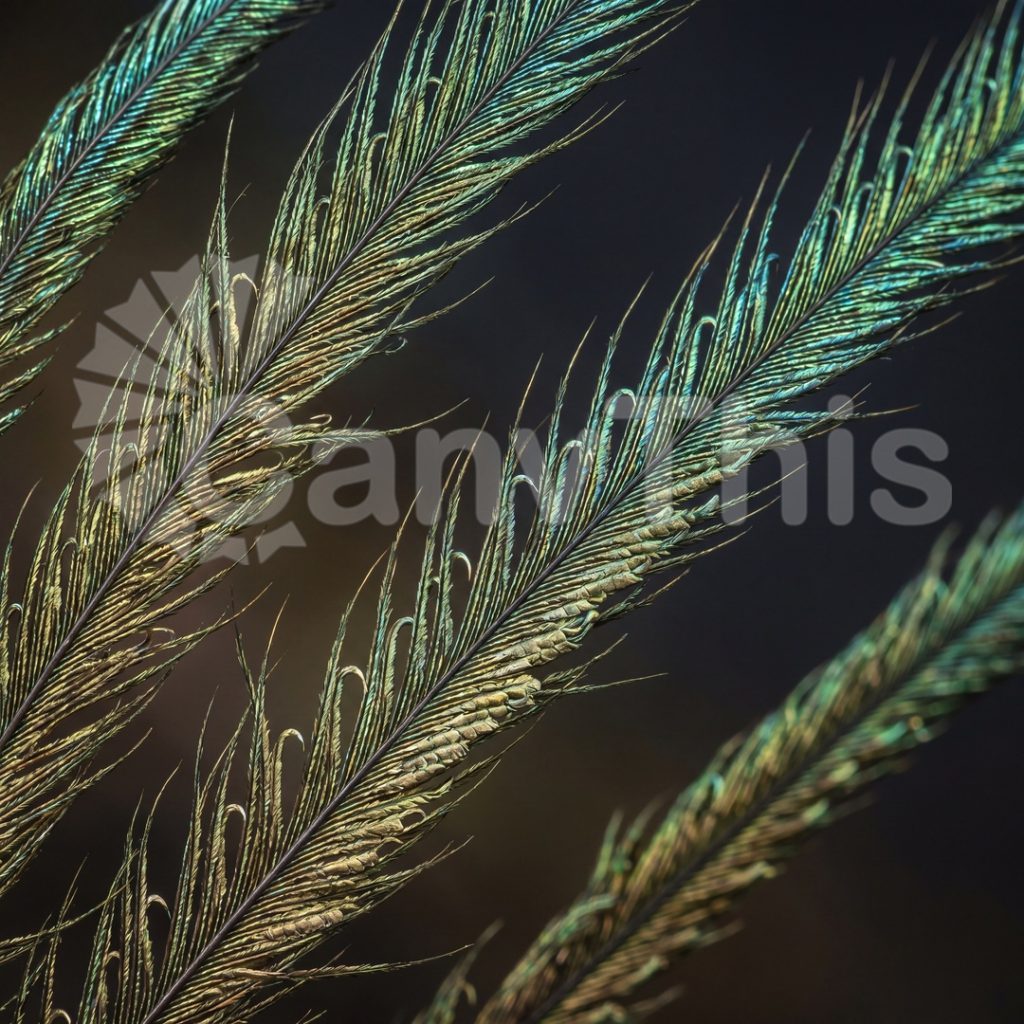 
									Peacock Feather Barbule — Structural Colour at 6:1