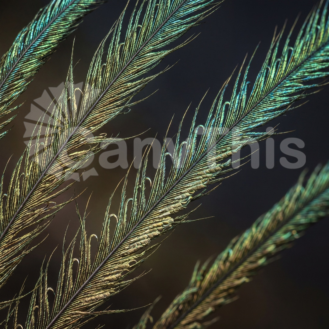 55_peacock-feather-barbule-structural-colour-at-6-1_watermarked