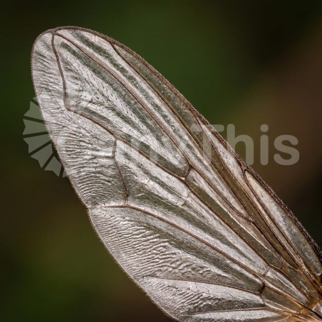 
									Fly Wing Venation — Diptera Wing Architecture at 5:1