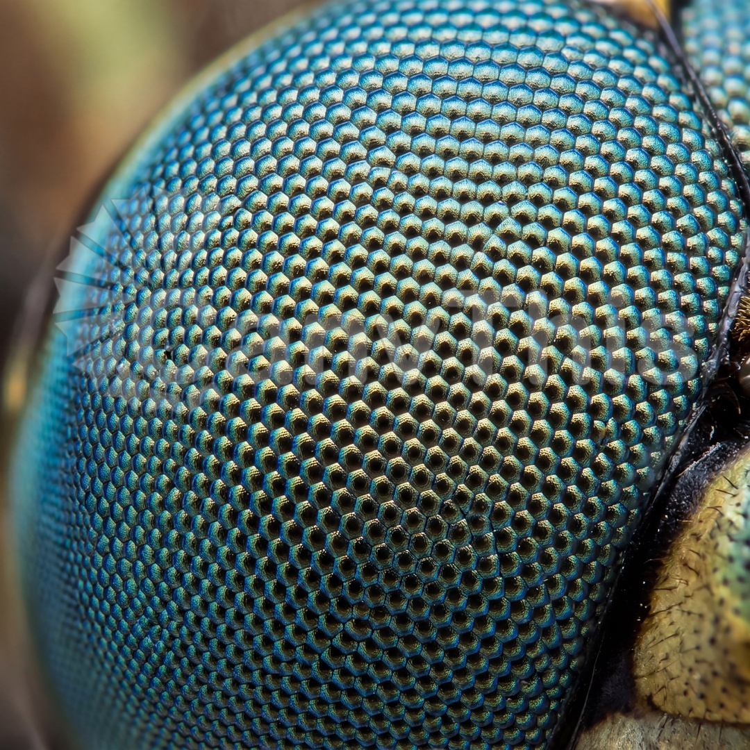 68_Dragonfly Compound Eye — Dorsal Facet Distribution_watermarked