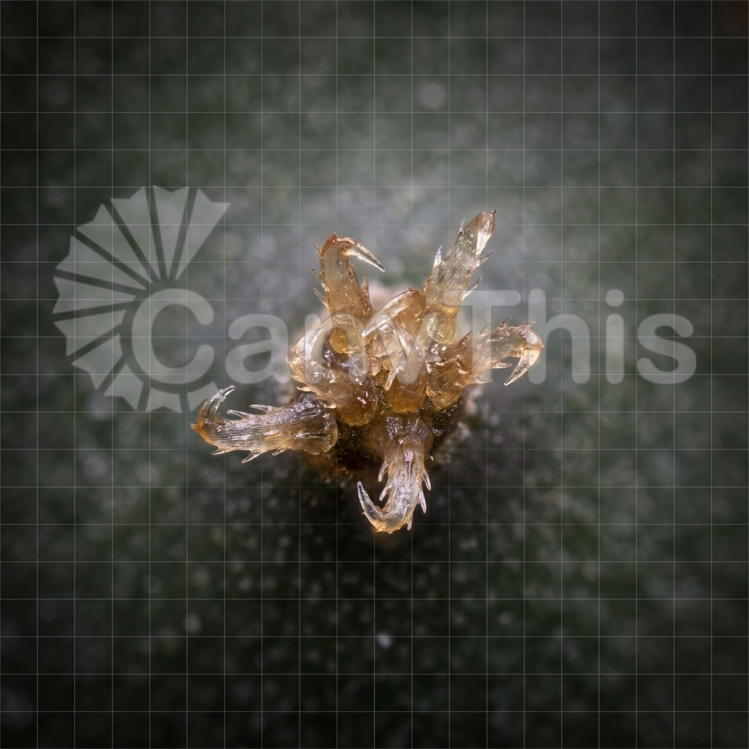 84_cactus-microspines-glochid-array-at-5-1-macro.j_watermarked