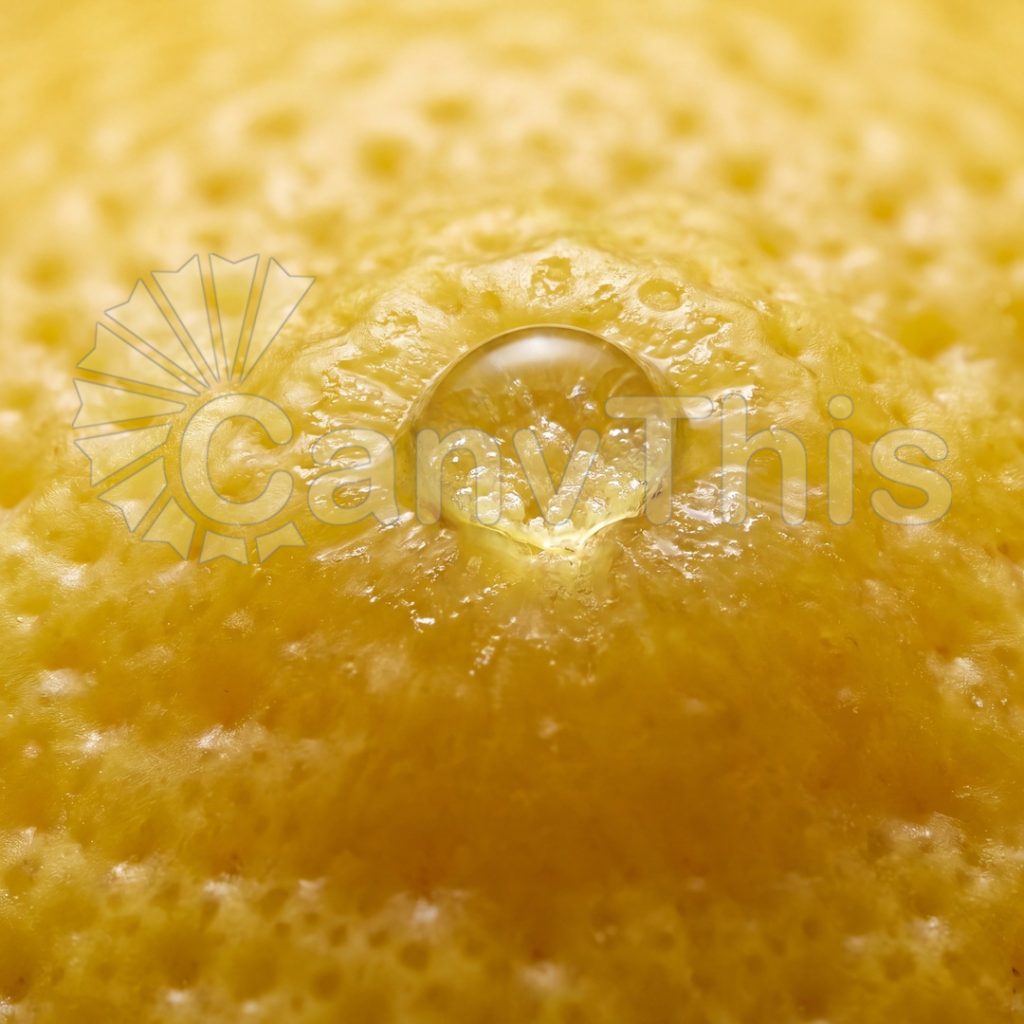 
									Lemon Rind Oil Gland — Flavedo Pore at 4:1 Macro