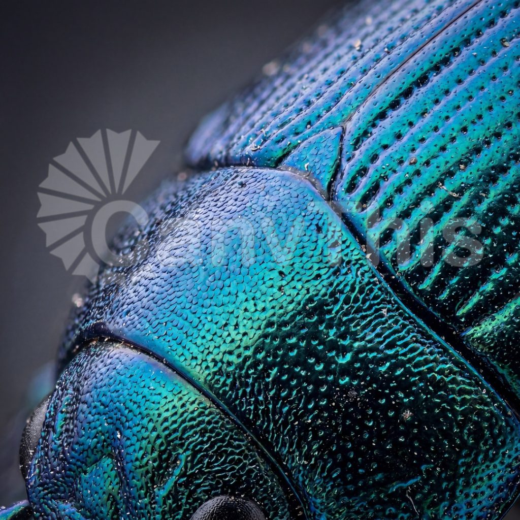 
									Beetle Cuticle — Iridescent Exoskeleton at 5:1 Macro
