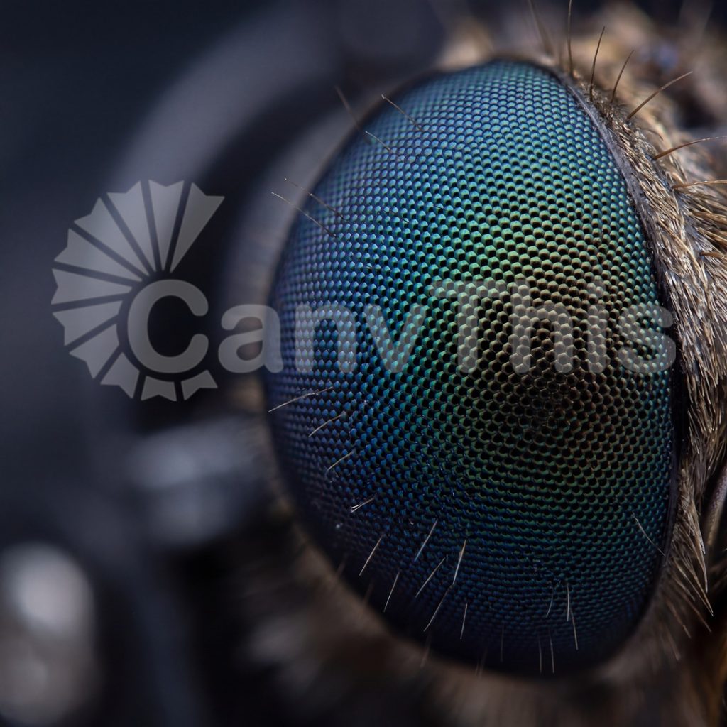
									Moth Eye Anti-Reflection — Corneal Nipple Array at 8:1
